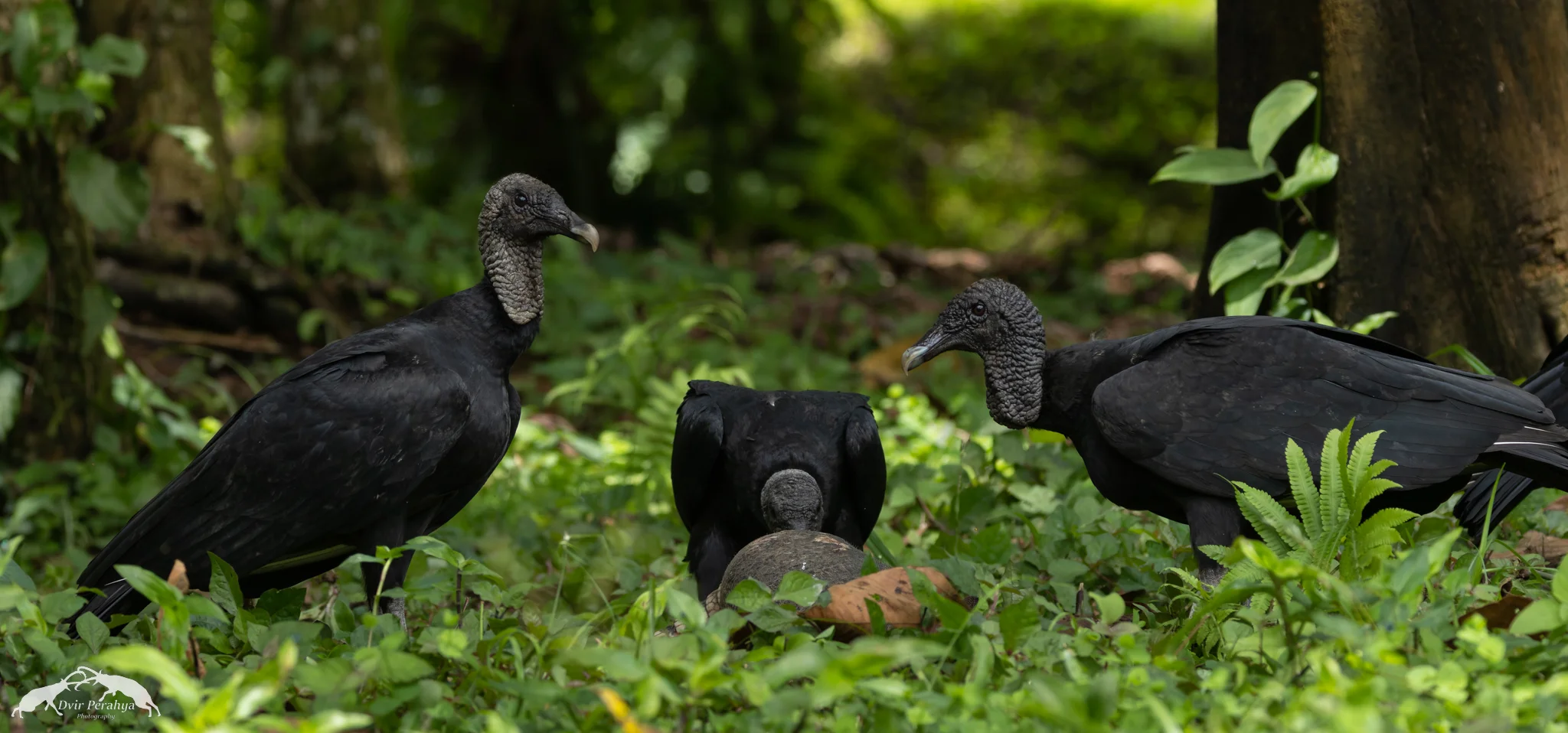 Black Vulture eating Armadillo, Arenal